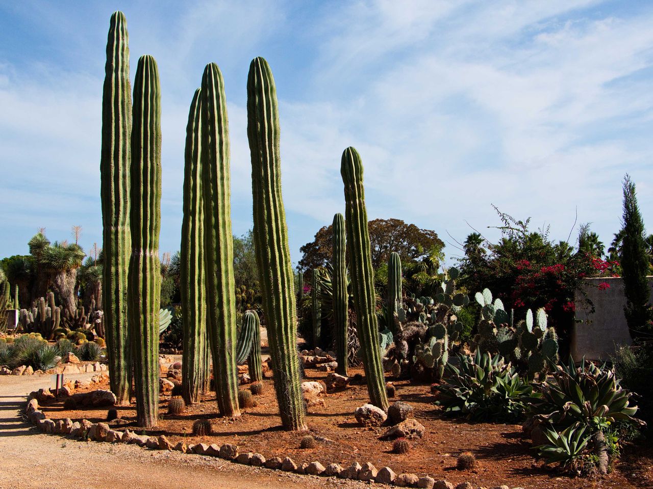 Garten Botanicactus in Ses Salines, Mallorca