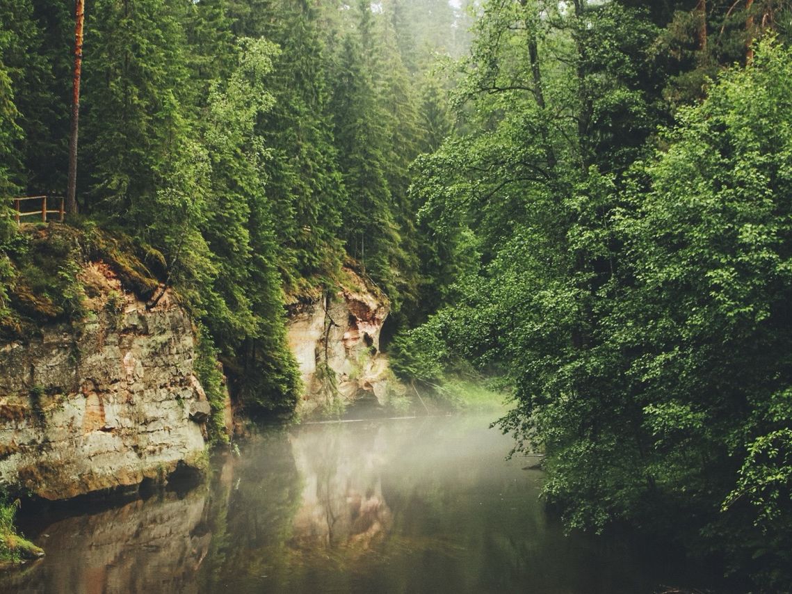 Ein ruhiger, nebliger Fluss in Estland, ges&auml;umt von steilen, geschichteten Sandsteinfelsen und einem dichten, gr&uuml;nen Nadelwald.