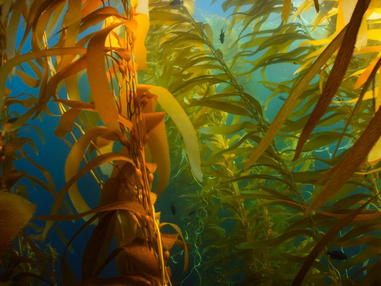 Braunalgen unter Wasser