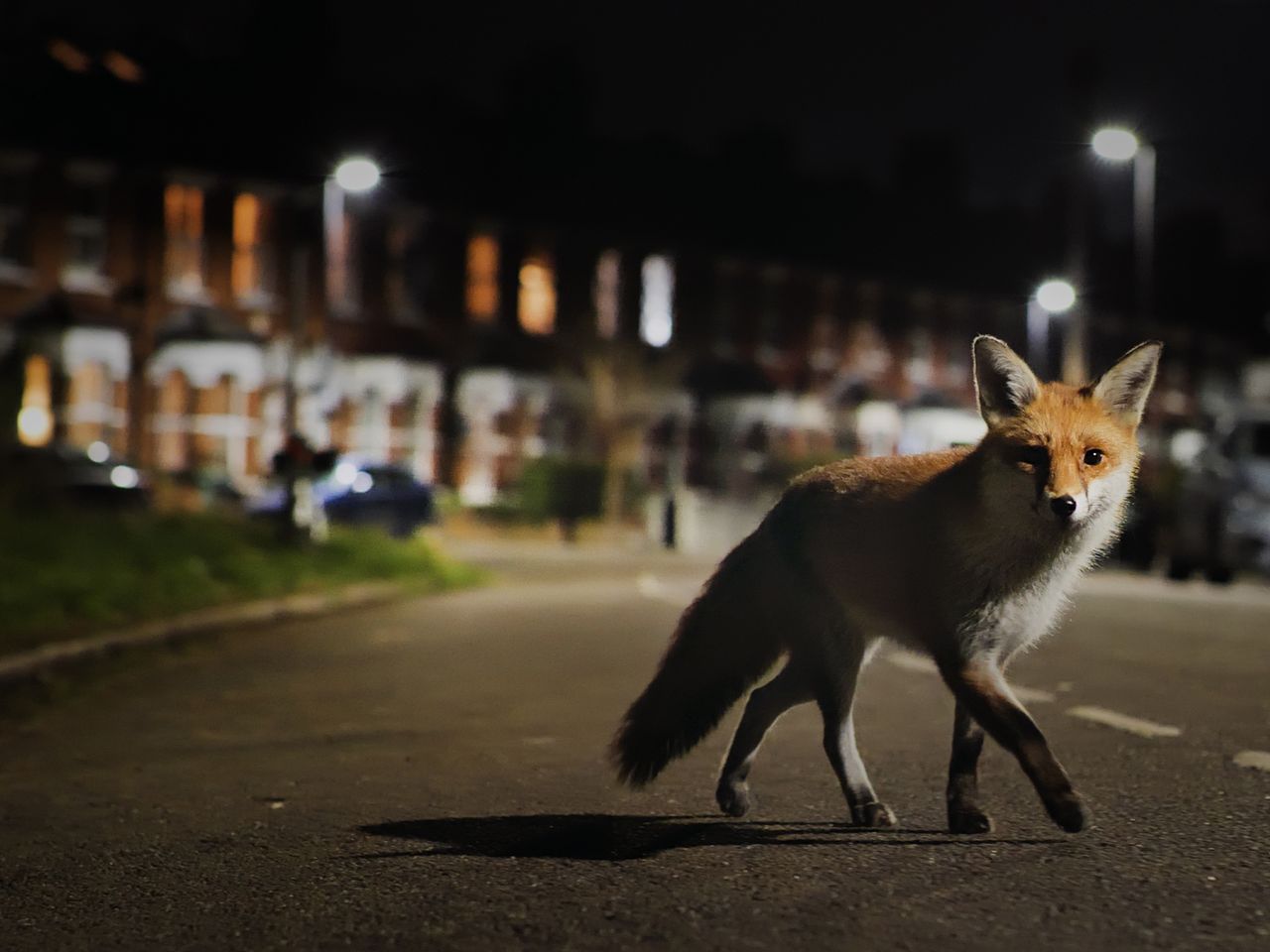 F&uuml;chse in London, Faszination Erde