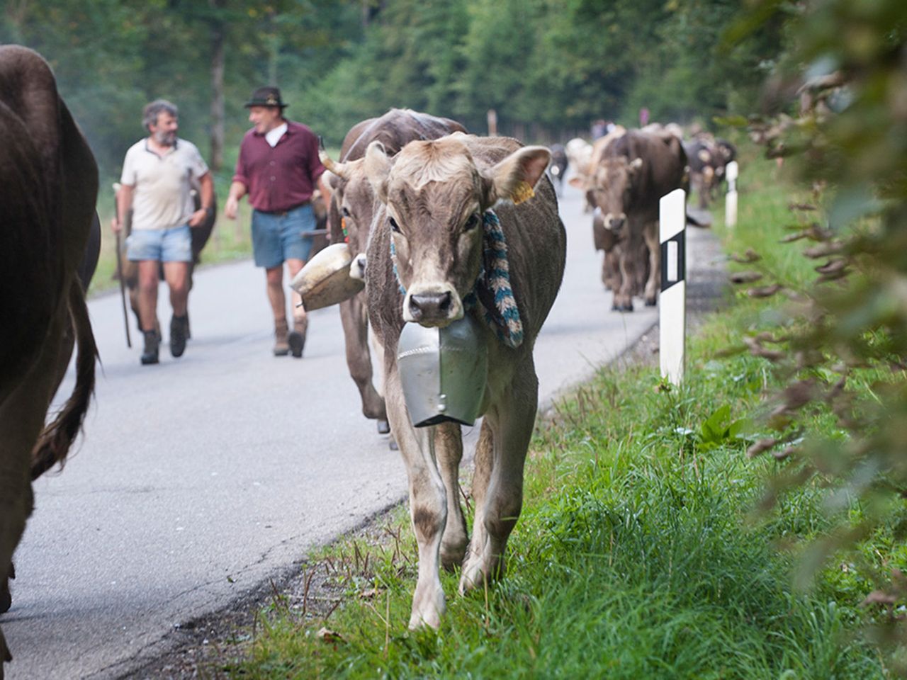 Kuh beim Viehscheid im Allgäu