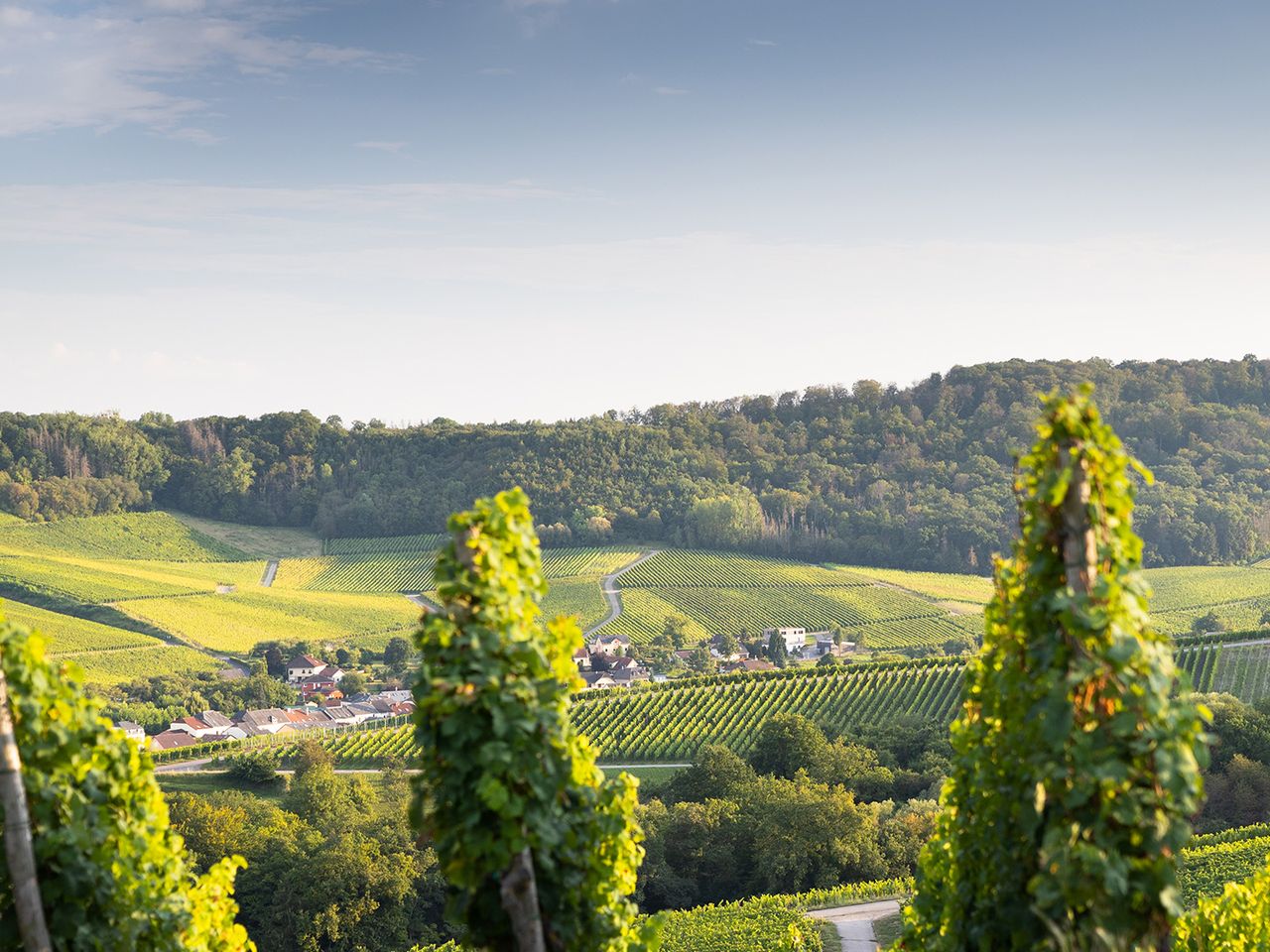 Moseltal, Luxemburg, Weinreben