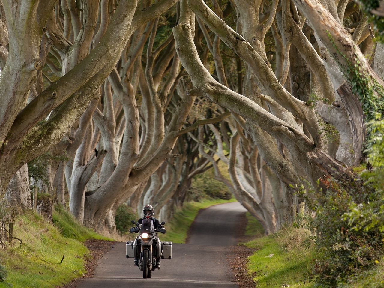 Dark Hedges Nordirland