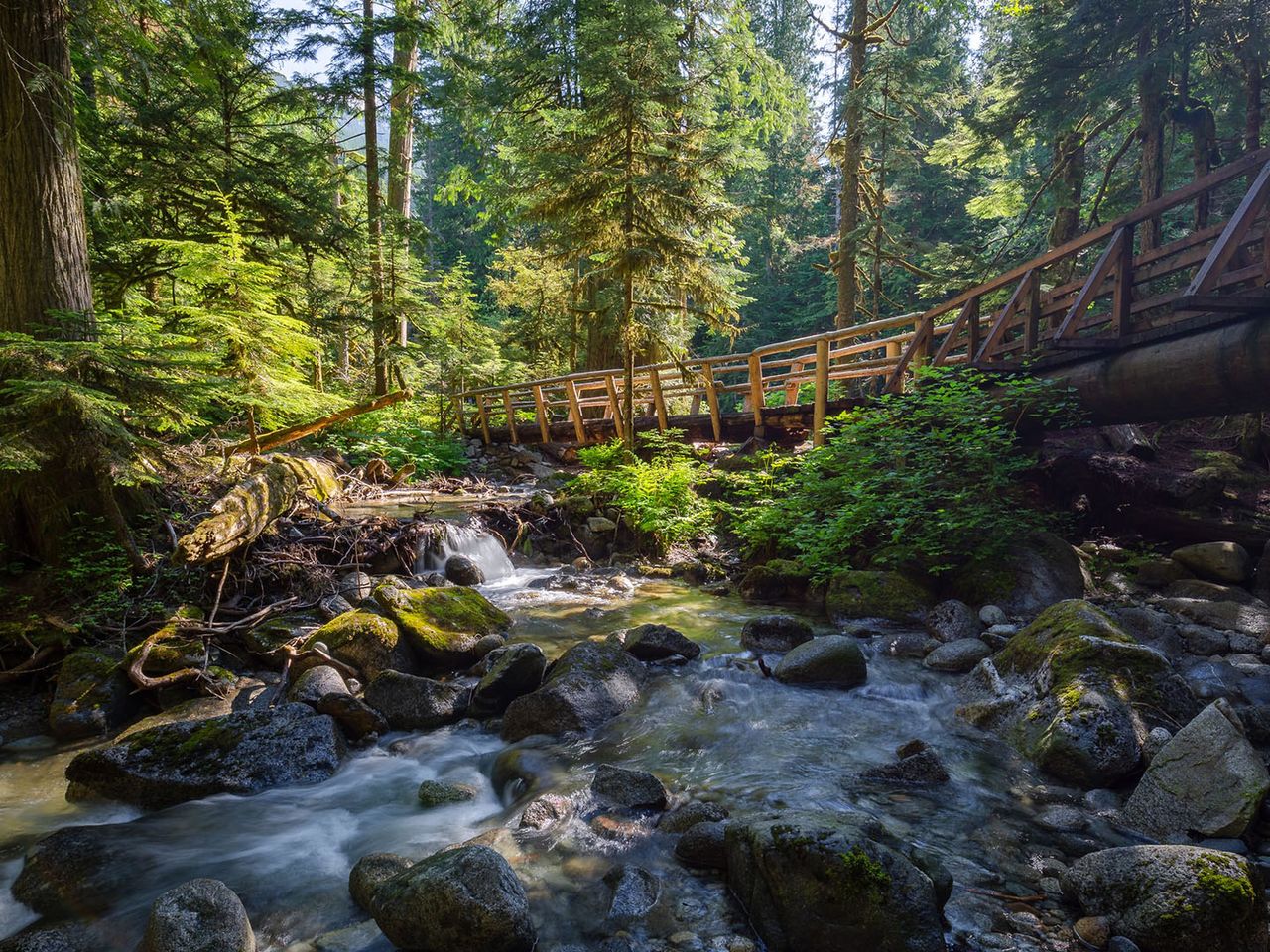 Einzigartige Natur in den Redwoods von Kalifornien