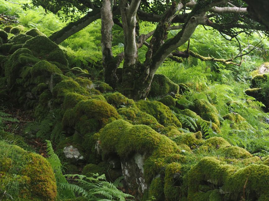 Irland Killarney 4Nationalpark