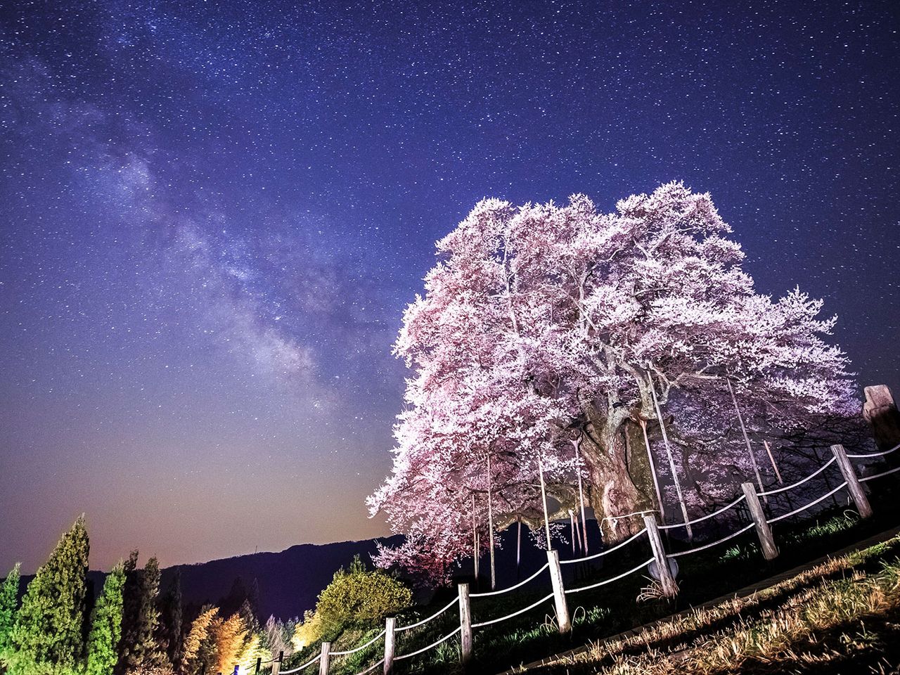Der Baum Daigo-Sakura zur Kirschblüte, nachts