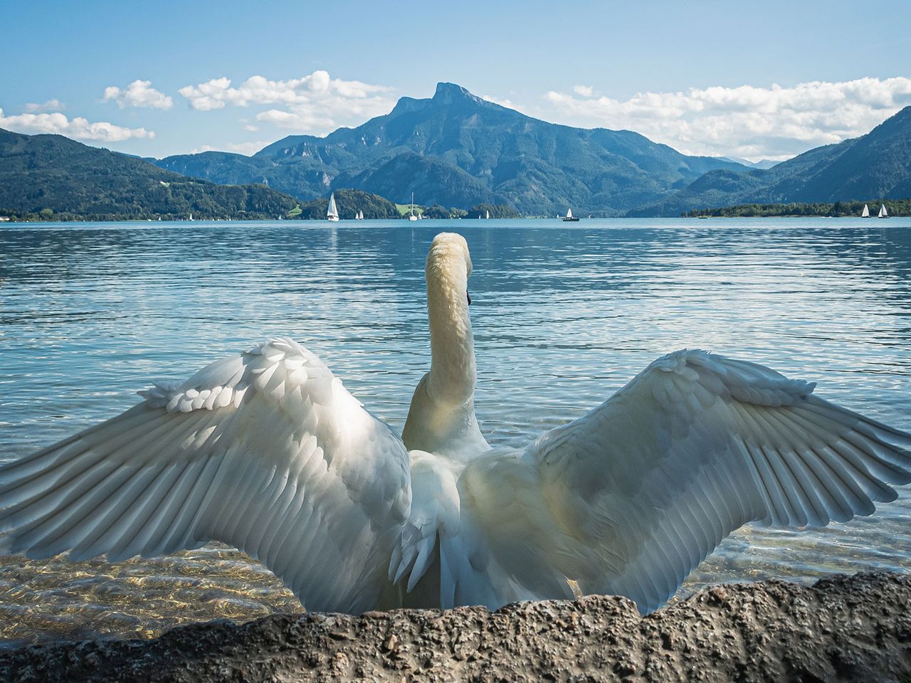 Schwan am Mondsee in Österreich