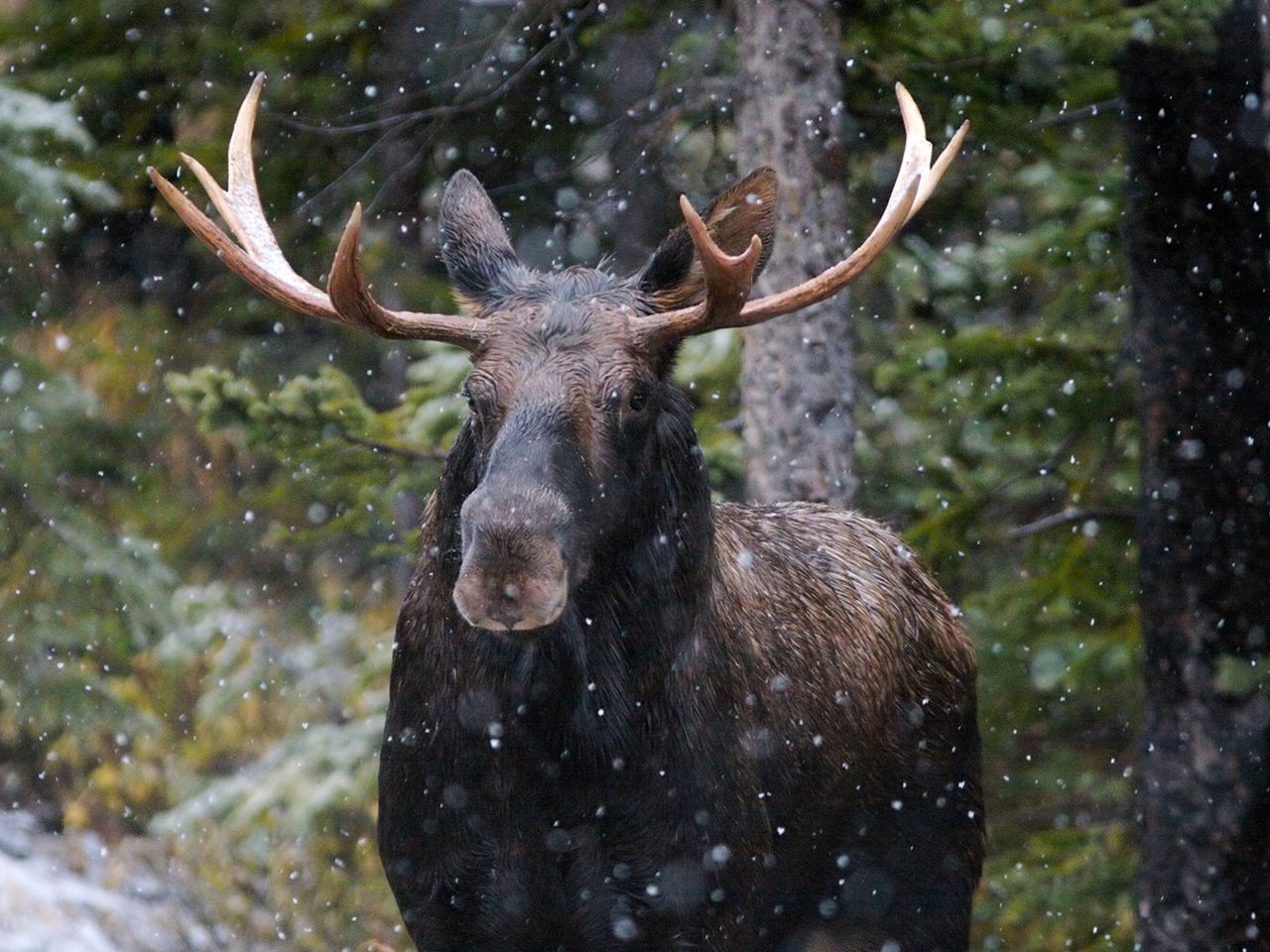 Kanadischer Elch im Winter
