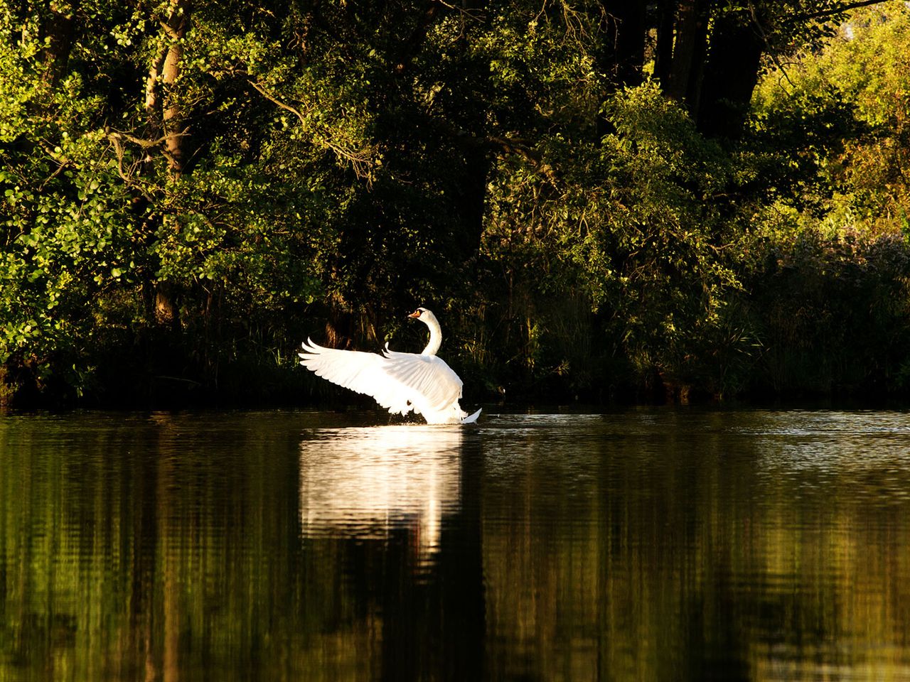 Schwan auf der Peene, Mecklenburg-Vorpommern