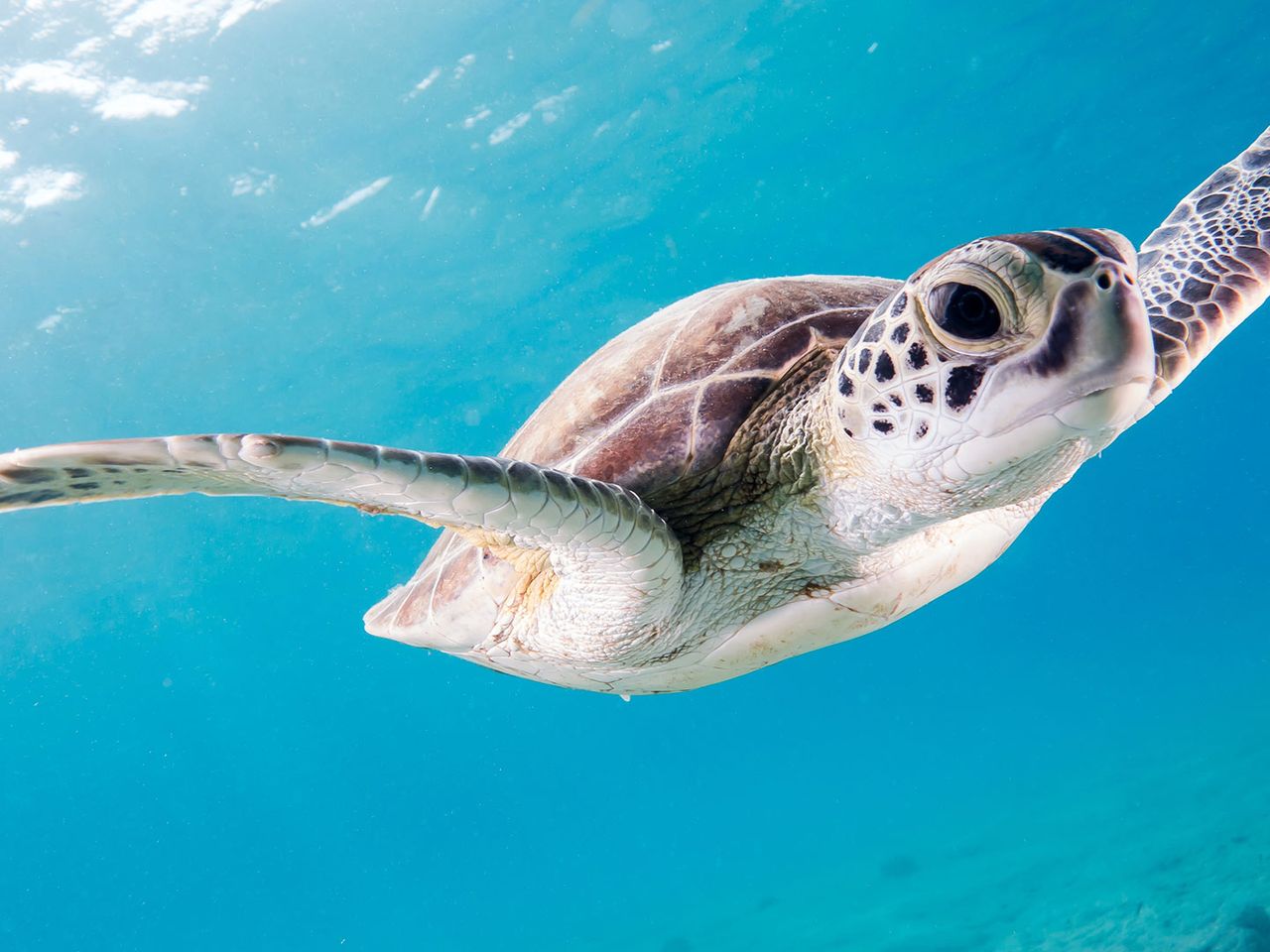 Meeresschildkröte in Bonaires Unterwasserwelt