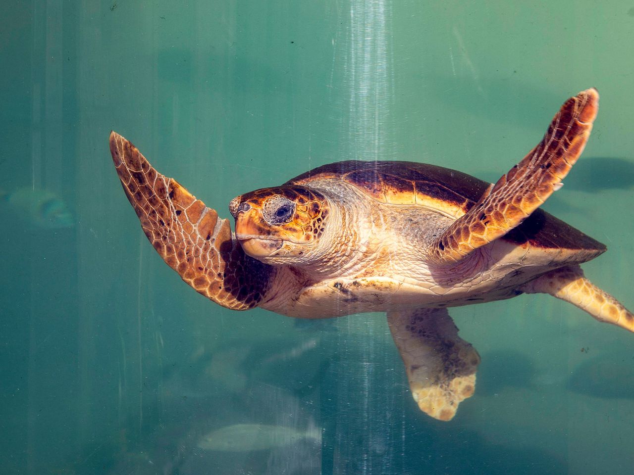 Schildkröte im Aquarium in Pula