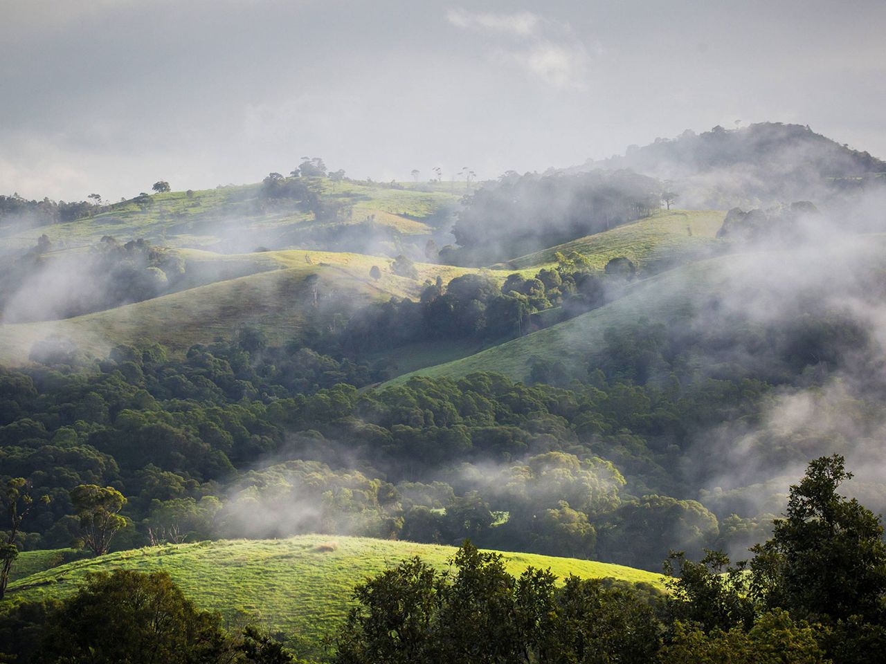 nebliger Wintermorgen in den Atherton Tablelands