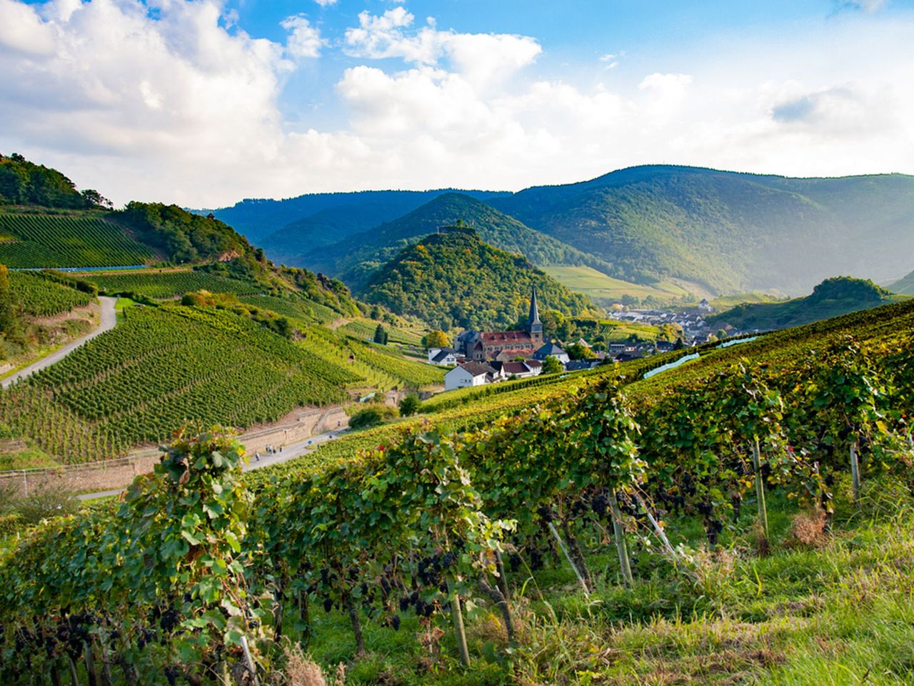 Mayschoss im Ahrtal, Weinreben