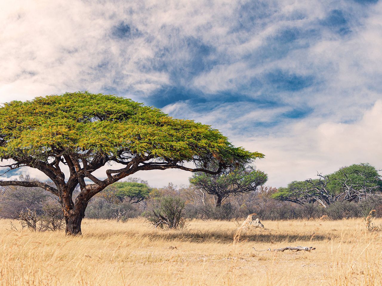 Landschaft im Hwange-Nationalpark in Simbabwe