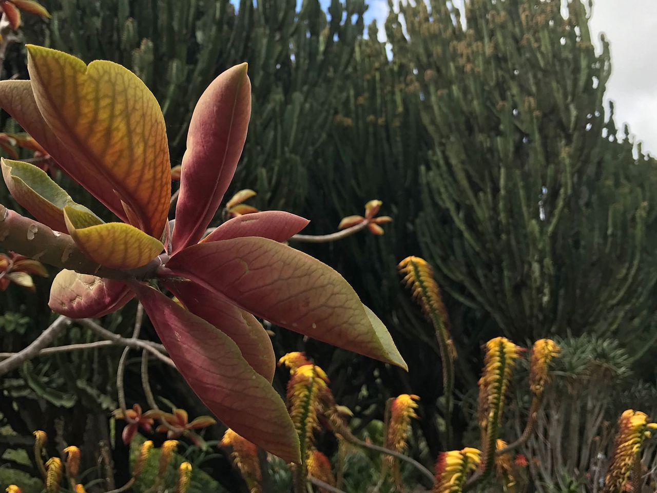 Jardín Canario, Botanischer Garten auf Gran Canaria