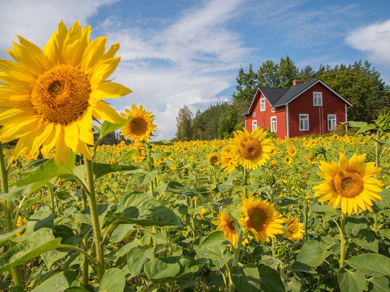 Sonnenblumen und rotes Holzhaus im Hintergrund, Finnland