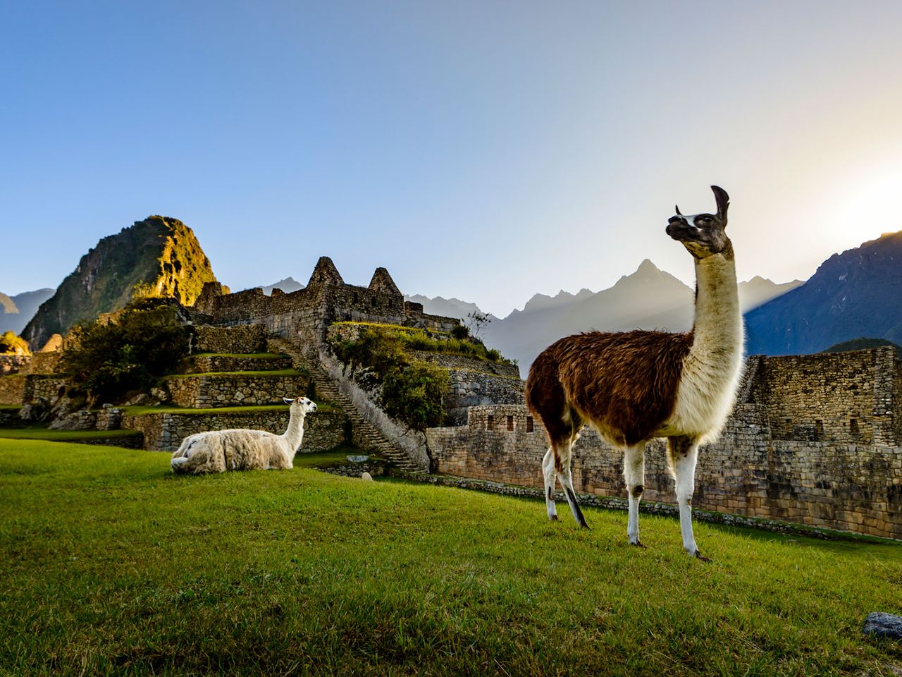 Lamas vor der Kulisse von Machu Picchu