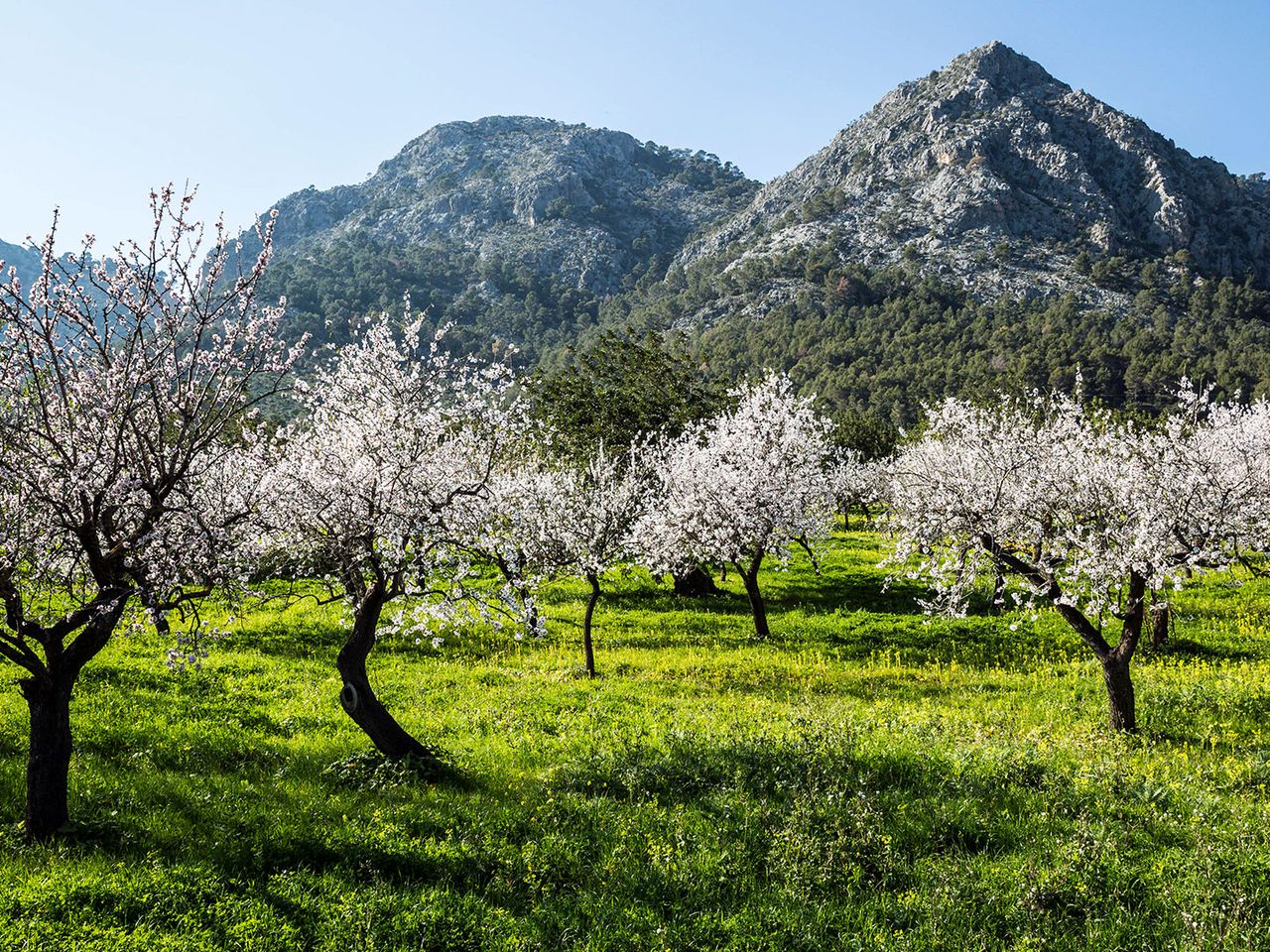 Mandelbäume auf Mallorca, im Hintergrund Berge
