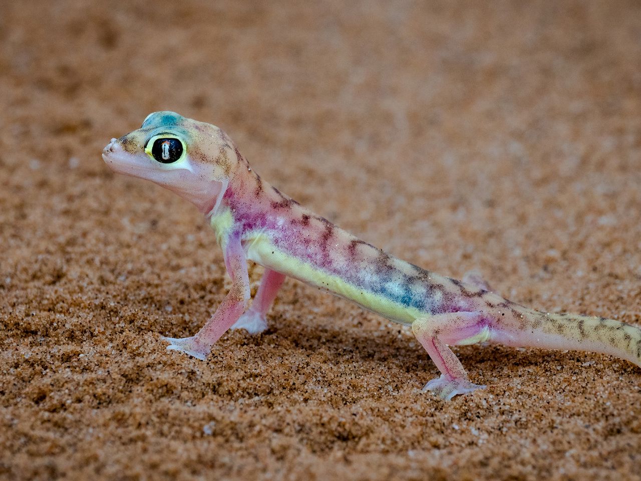 Namib-Gecko
