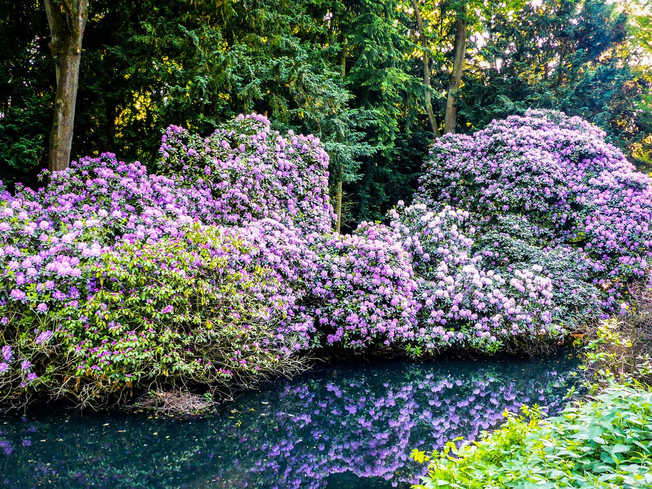 Rhododendronpark Bremen