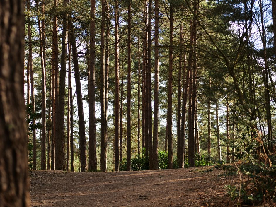 Swinley Forest in Bracknell, England