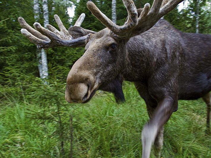 Ein Elch läuft durch die schwedischen Wälder
