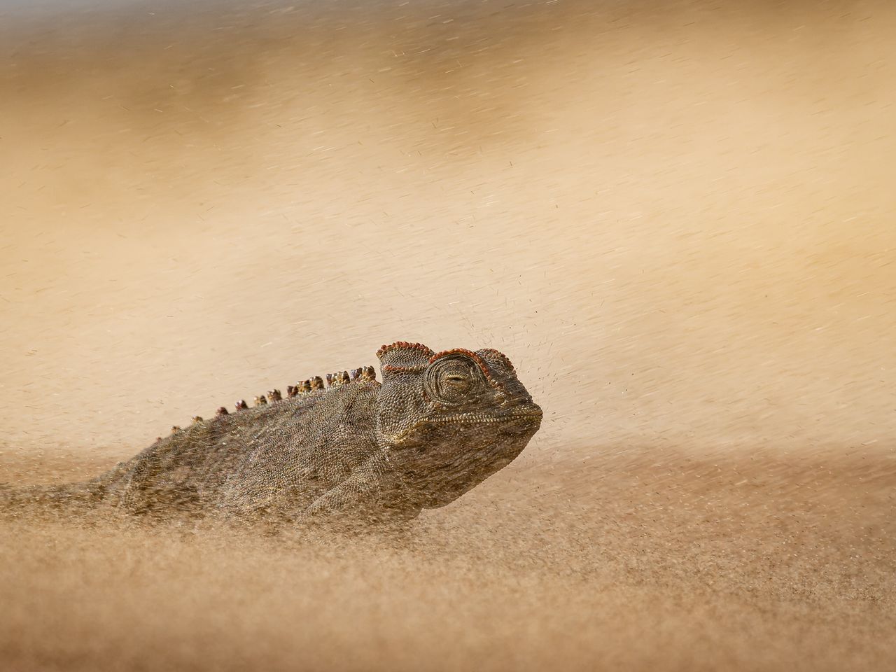 Cham&auml;leon, Namib-W&uuml;ste