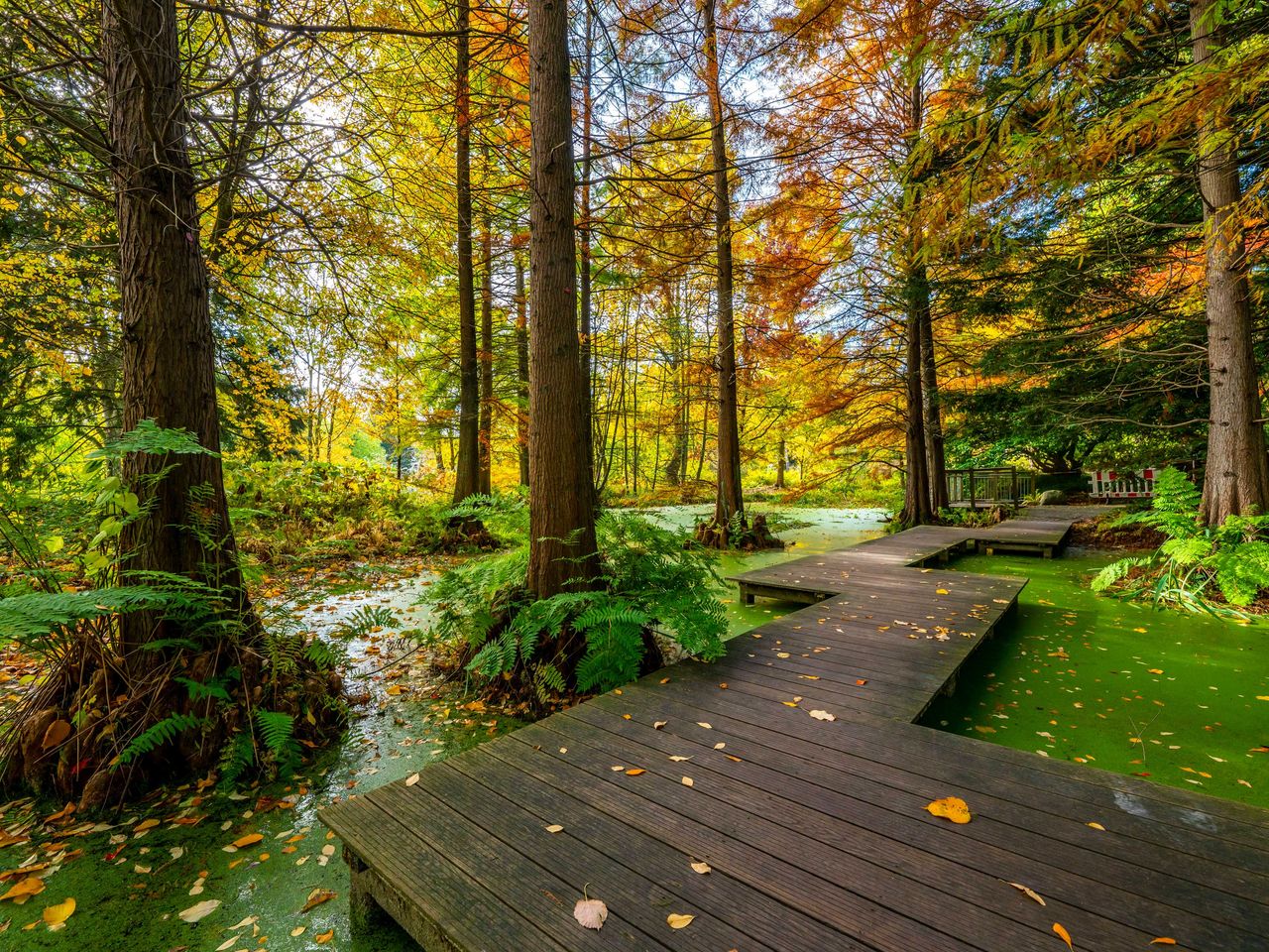 Botanischer Garten der Ruhr-Universit&auml;t Bochum, Holzsteg