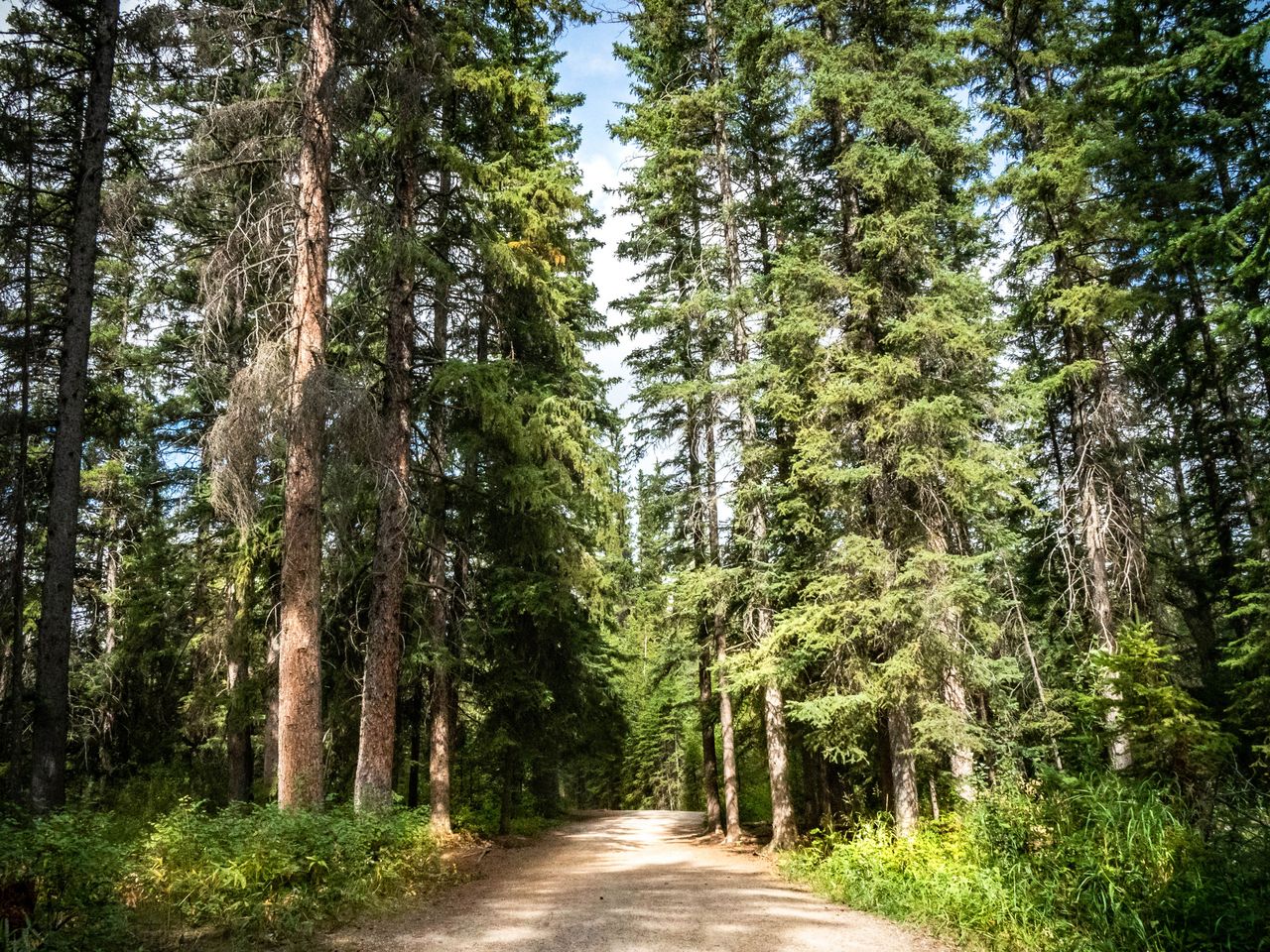 Waldgebiet im Fish Creek Provincial Park, Calgary (Alberta)