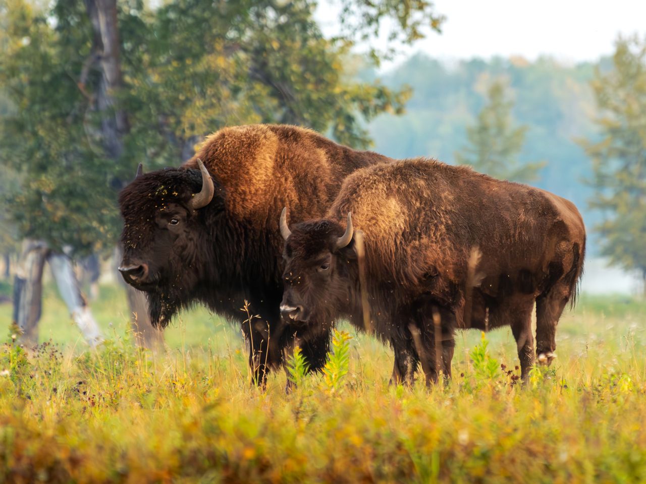 Elk Island National Park, Alberta
