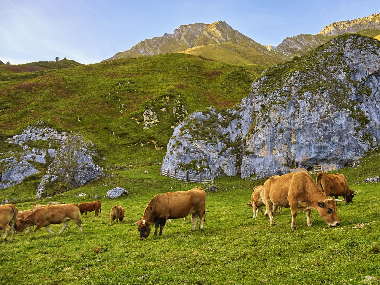 K&uuml;he weiden in den Bergen von Asturien
