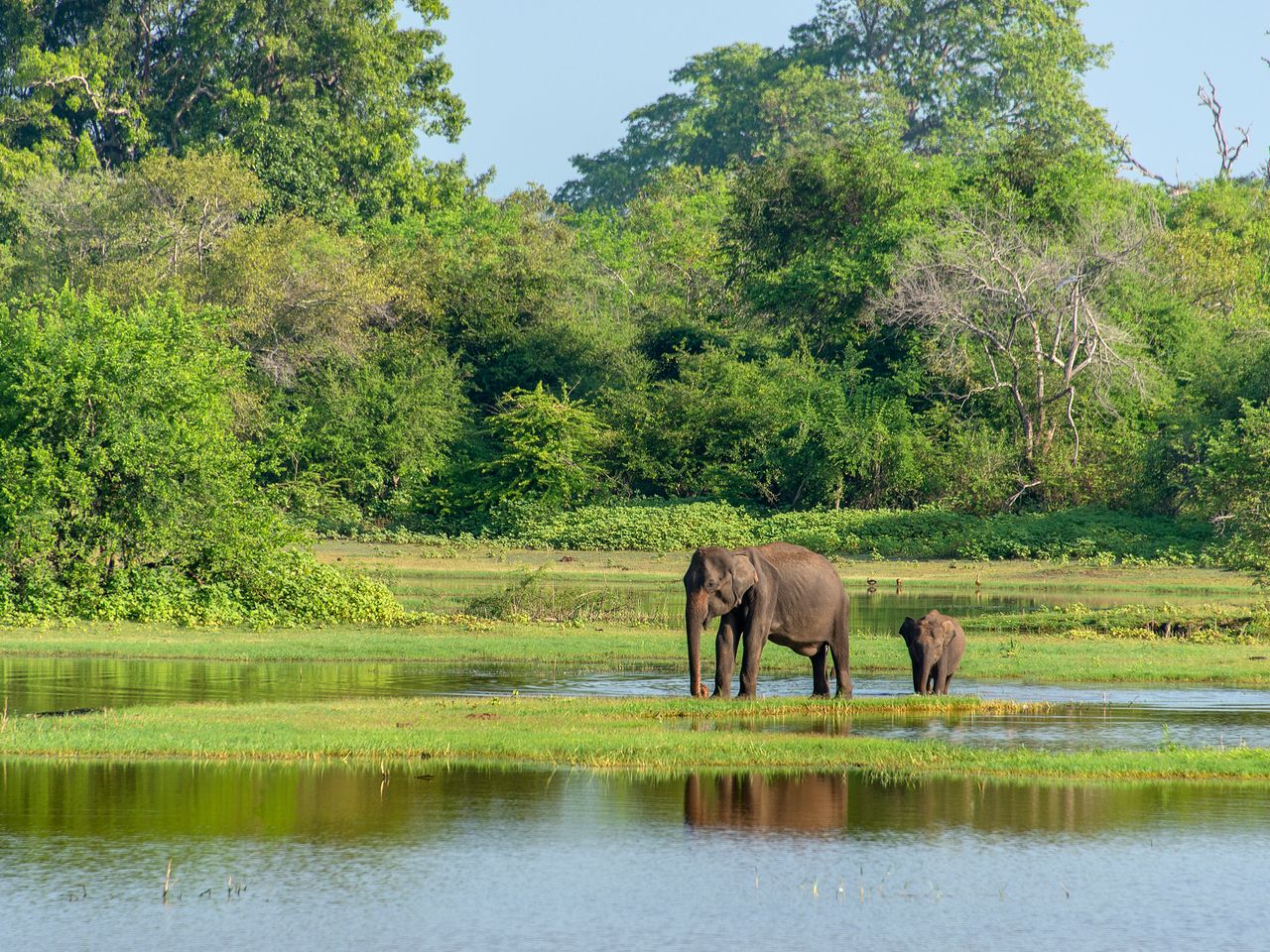 Elefanten im Udawalawe-Nationalpark, Sri Lanka