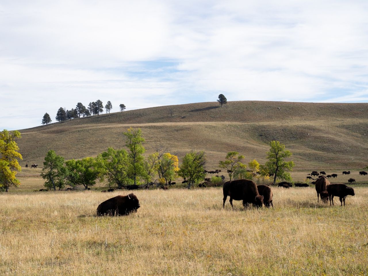 Bisons im Custer State Park