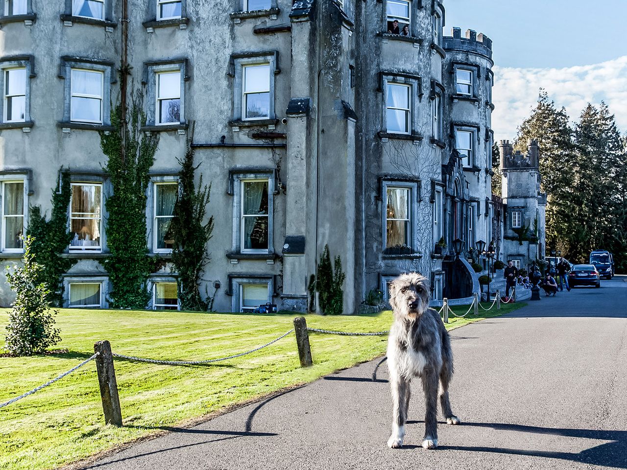 Irland Ballyseede Castle Dog