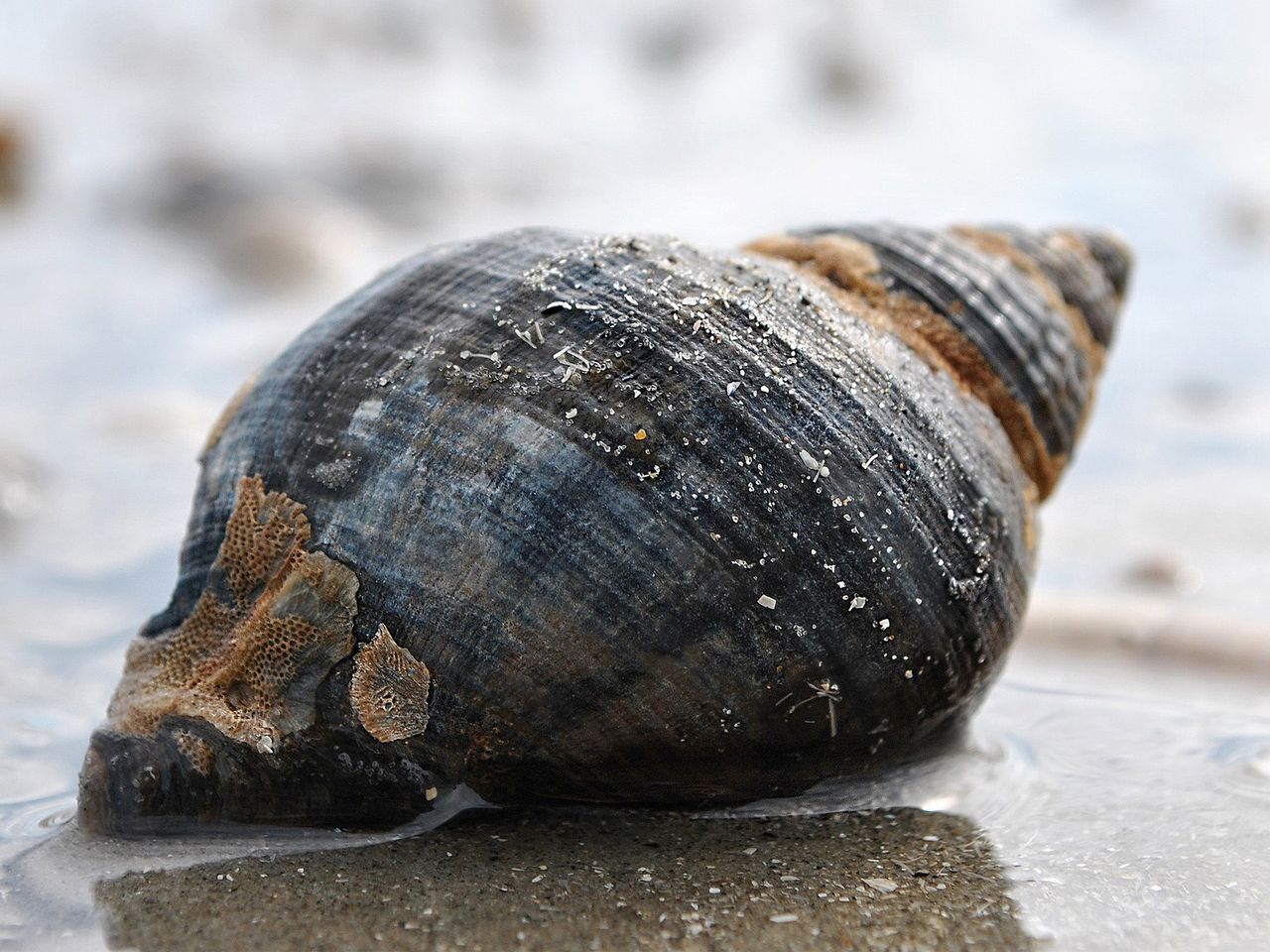 Wattenmeer Wattschnecke