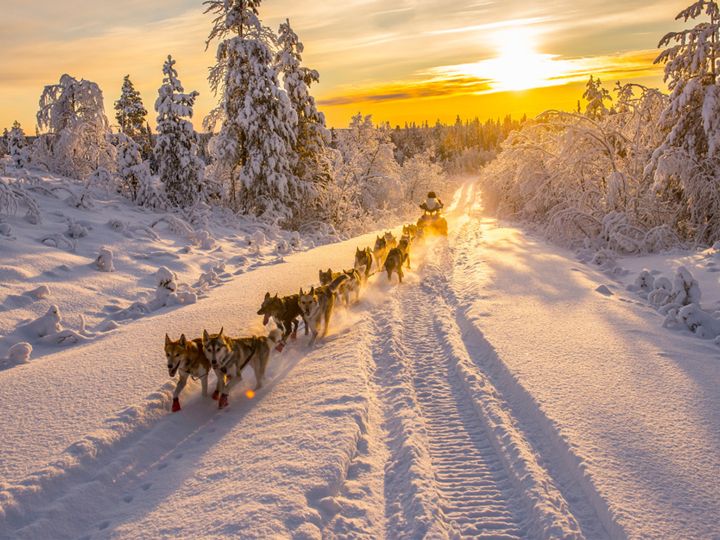 Lapppland-Husky-Schlitten-Northworks-Mikael-Thörnqvist
