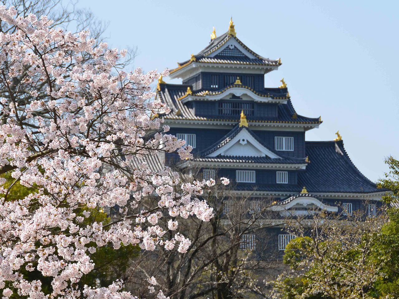 Kirschblüte im Ritsurin-Garten in Japan