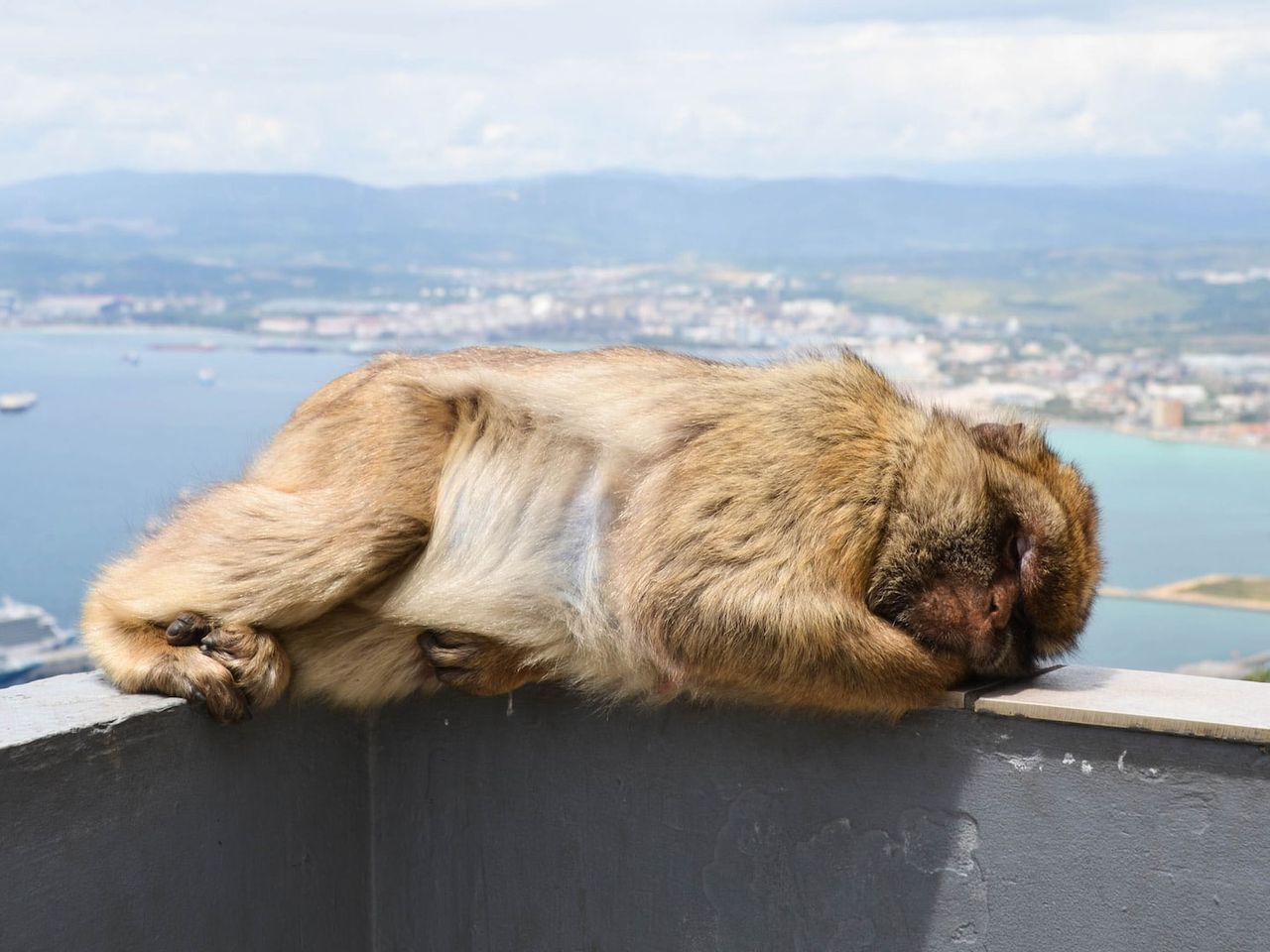 Ein Berberaffe schläft auf der Brüstung des Kreidefelsen