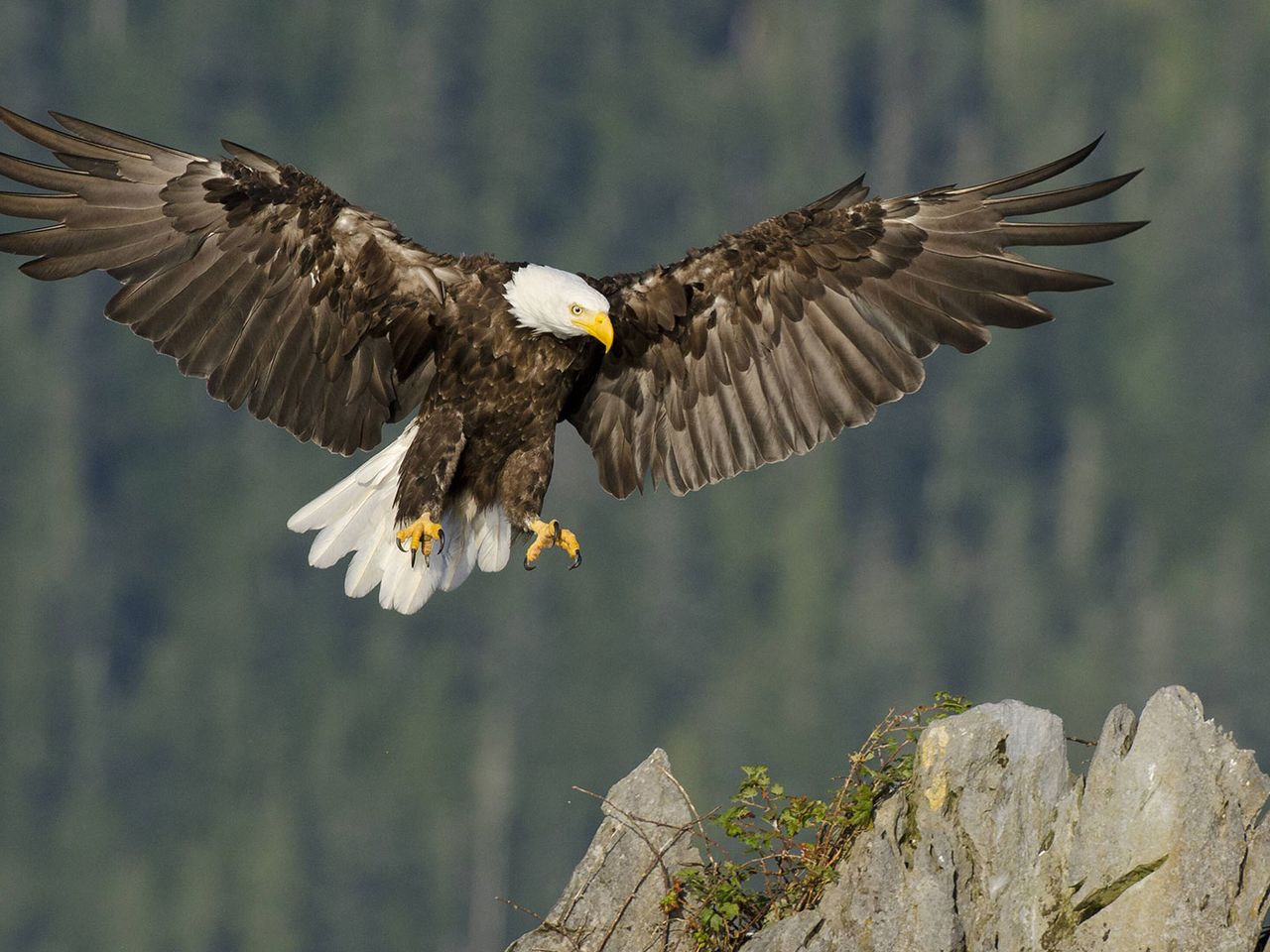 Kanadischer Weißkopfseeadler beim Landeanflug