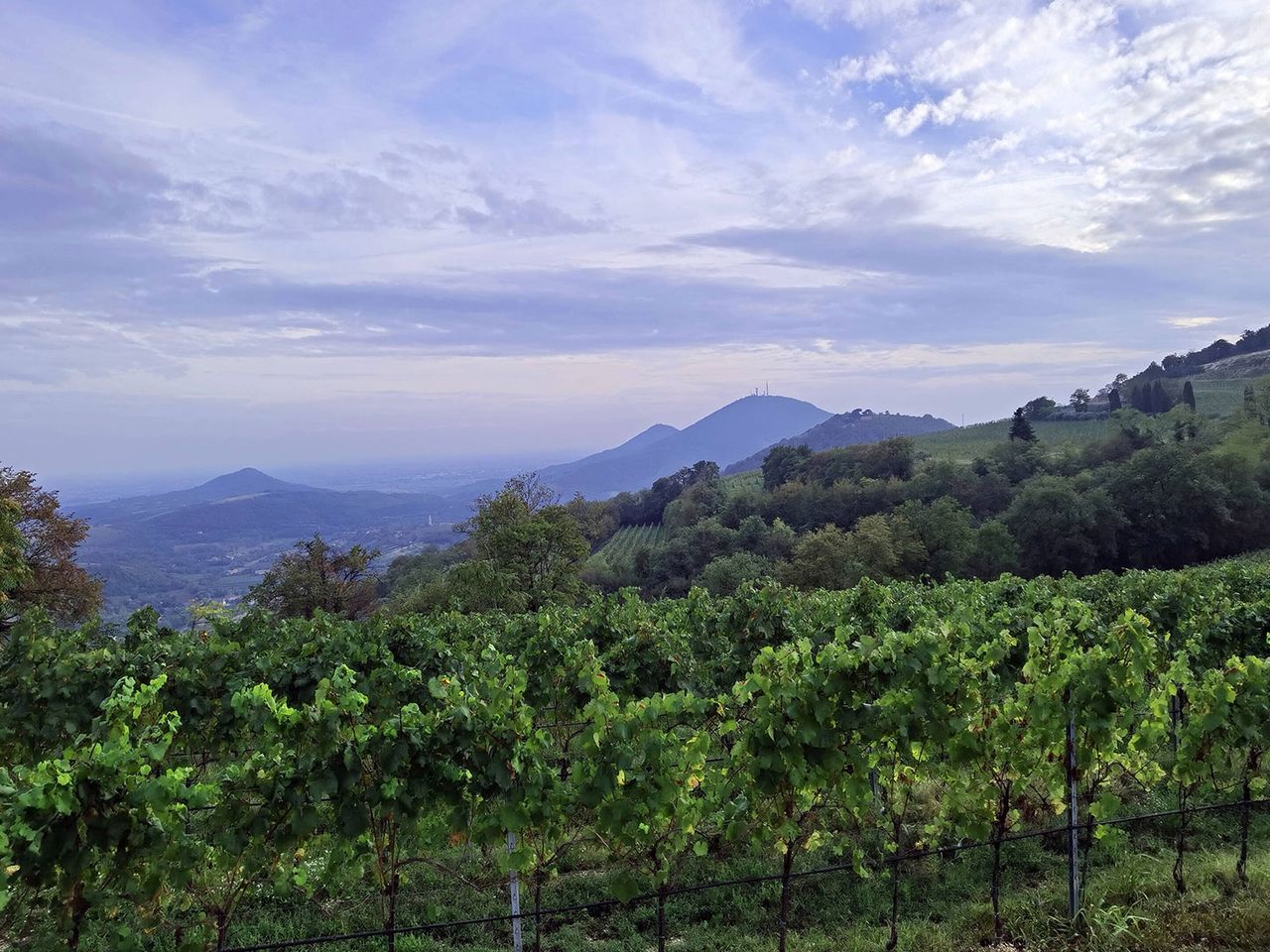 Euganeische Hügel bei Arquà Petrarca, Weinberg
