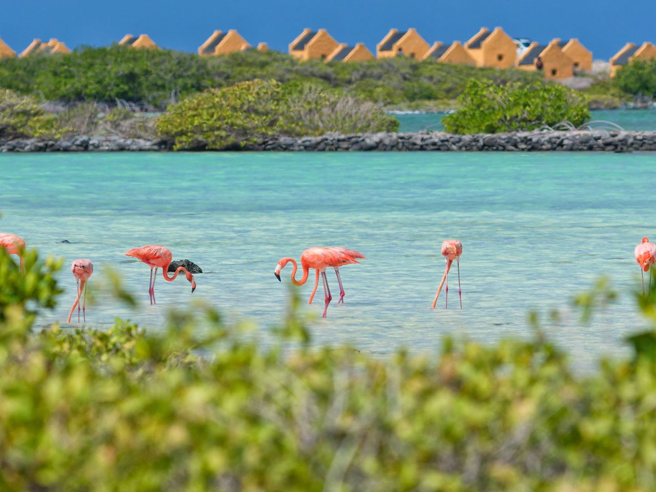 Flamingos auf Bonaire