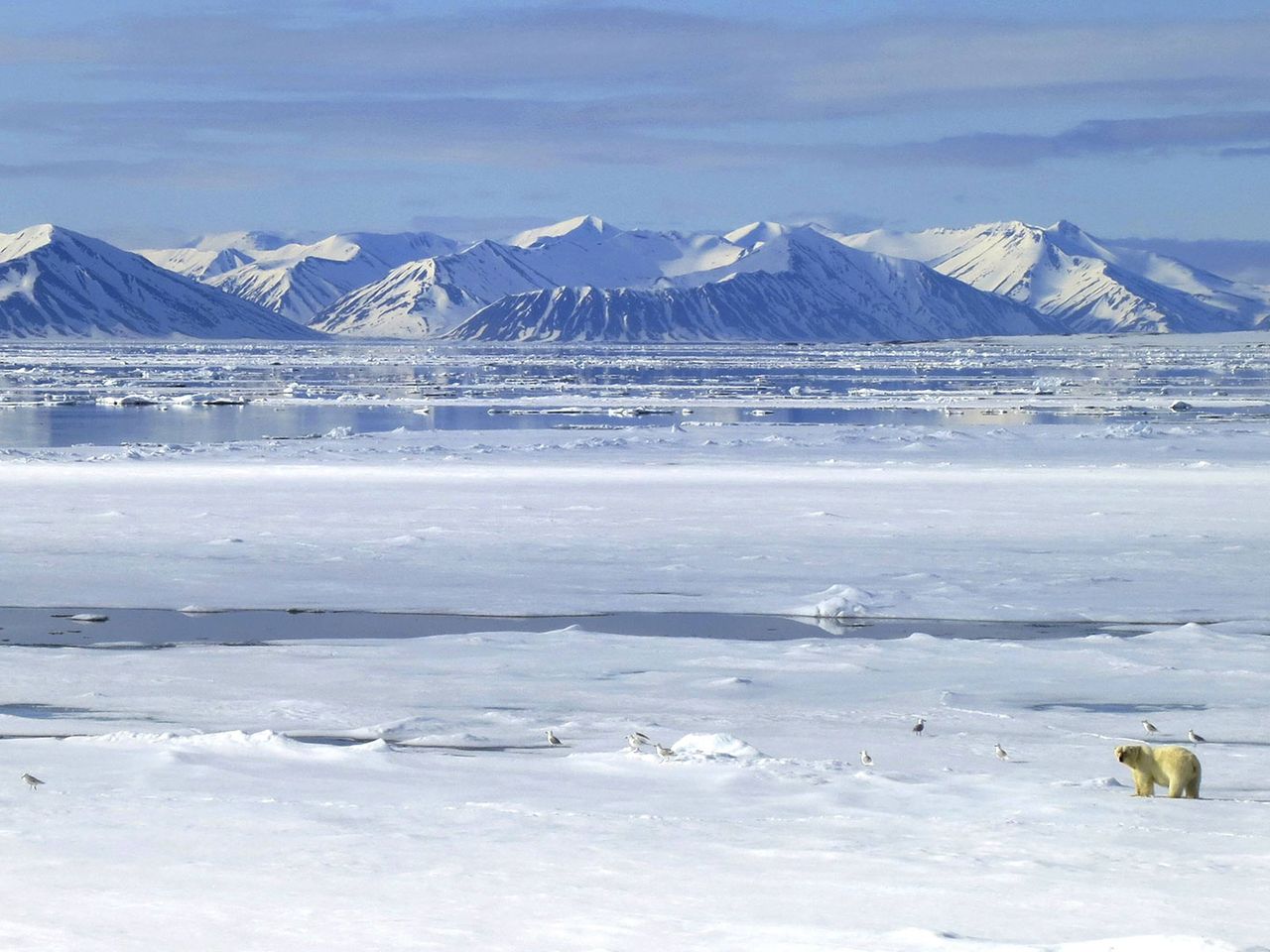Ein Eisbär läuft über die verschneite Weiten von Spitzbergen