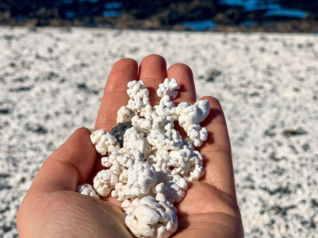 Eine Hand hält Korallen am Popcorn Beach auf Fuerteventura