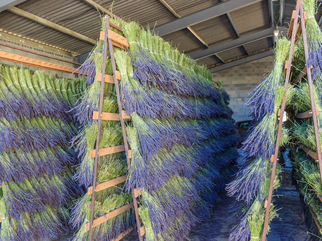 Lavendelernte in der Provence, Frankreich