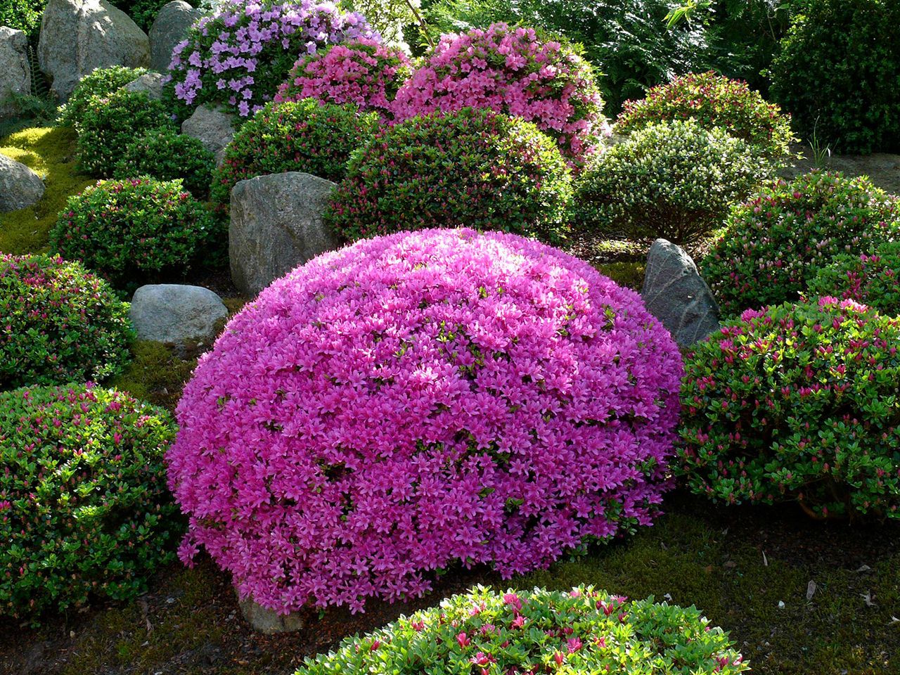 Azaleen blühen im Bonsaigarten Ferch