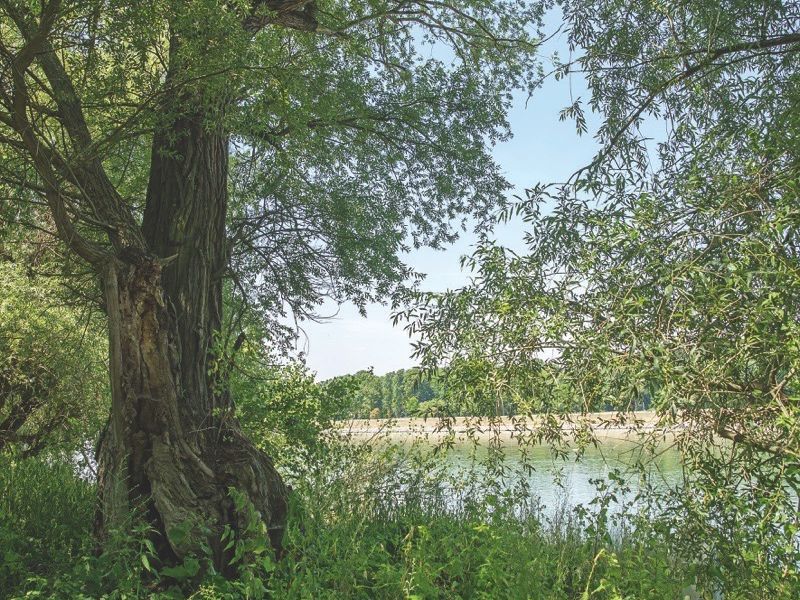 Auenlandschaft der Reißinsel bei Neckarau
