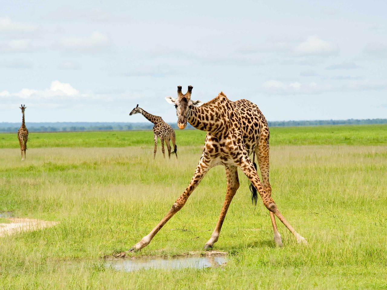 Giraffe am Wasserloch im Katavi Nationalpark, Tansania