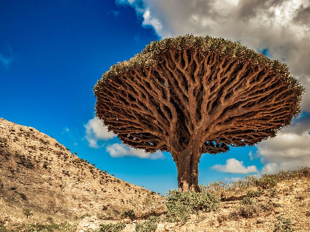 Affenbrotbaum auf der Insel Socotra, Jemen