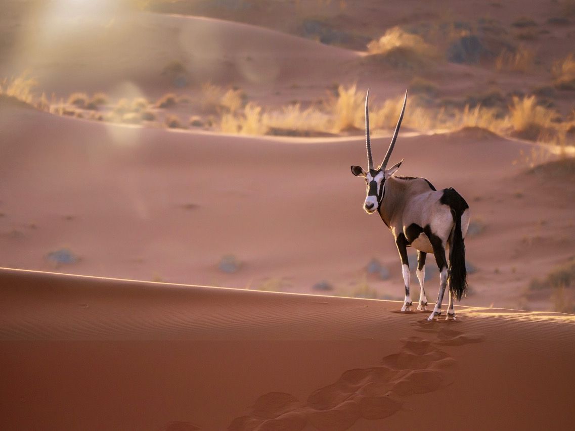 Nam_Sossusvlei_Oryx_shutterstock_1050020780