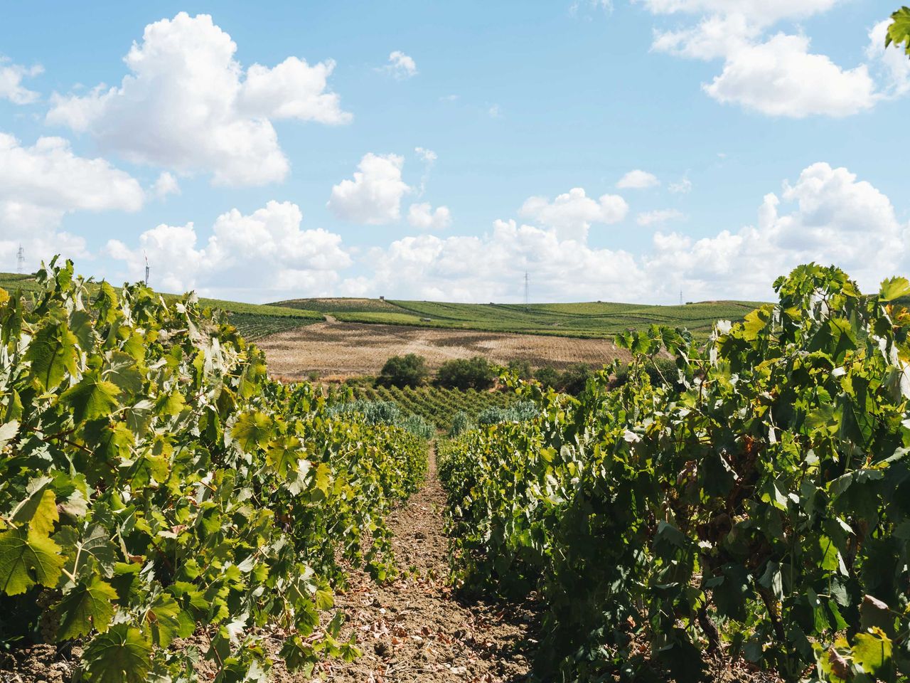 Weinanbaugebiet Marsala, Sizilien